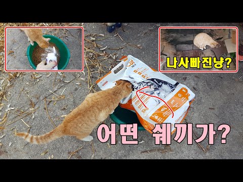 어떤늠의 쉬기가 사료포대를 찢어놨어? 연탄 시작