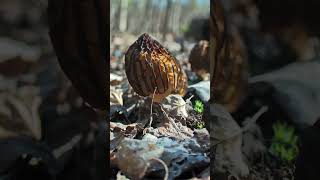 Сморчок конический (Morchella esculenta) short #shorts