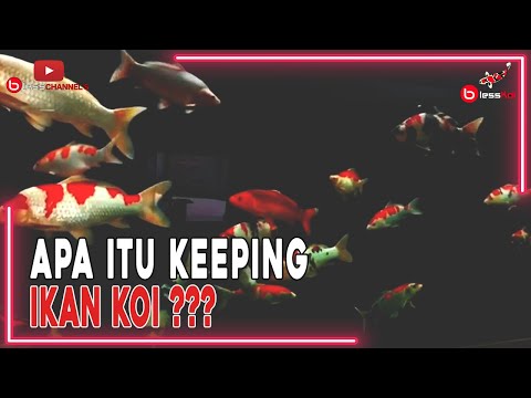 APA ITU KEEPING IKAN KOI ???