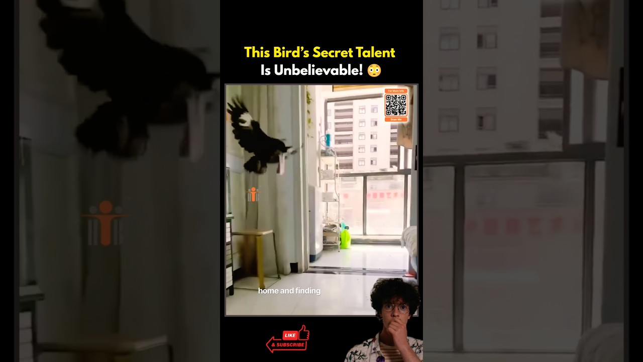 This Myna’s Secret Mission Has Everyone Shocked!😂 #mynabird #birdvideos #funnyvideo #animalvideos