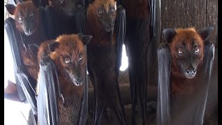 Flying foxes for sale as food on roadside near Medan in Sumatra, Indonesia - despite risk of viruses