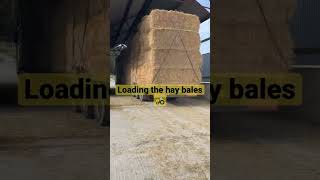Loading the hay bales on the trailer