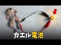 【閲覧注意】カエルに電線をつなげてみた
