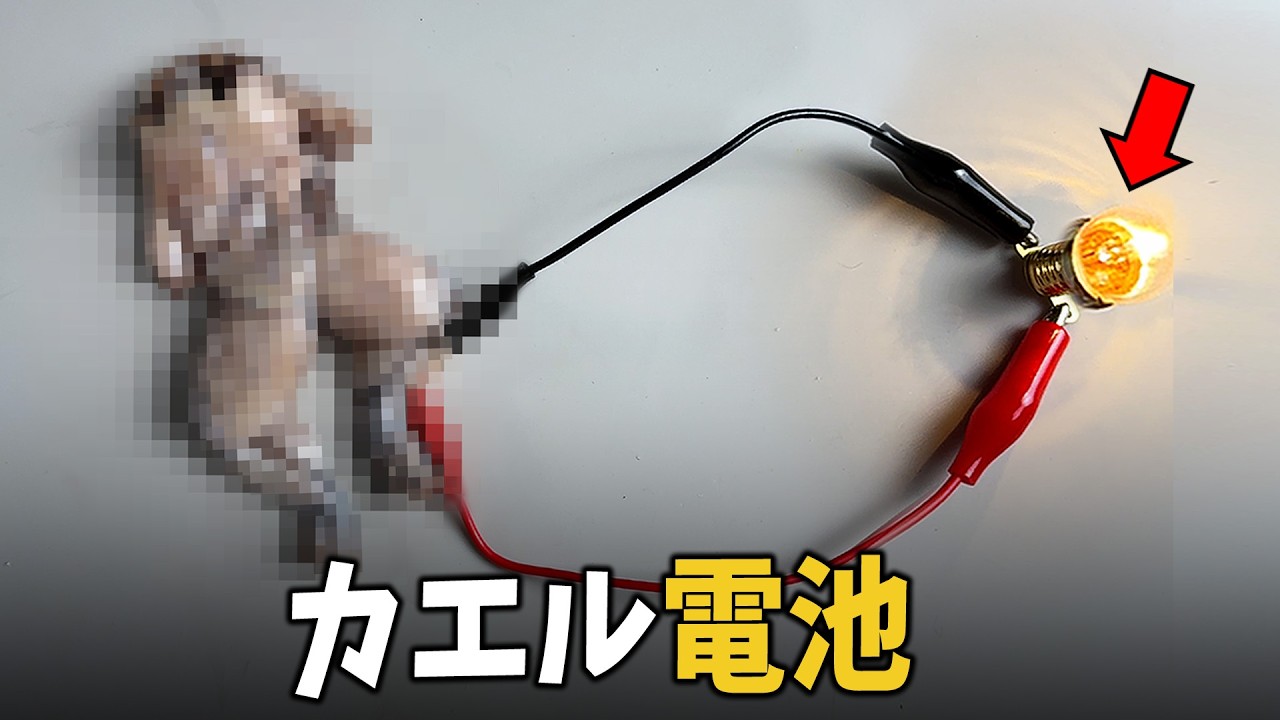 【閲覧注意】カエルに電線をつなげてみた