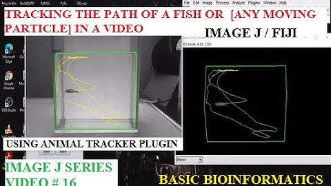 Tracking the Path of a Fish [ Any Moving Particle] in a Video  - Animal Tracker Plugin #ImageJ #Fiji