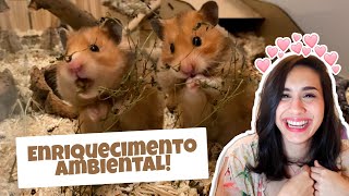 ENRIQUECIMENTO AMBIENTAL: Tenha um hamster mais feliz!