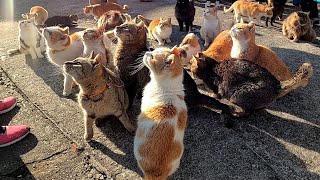 猫島の猫の昼ご飯が壮絶だった