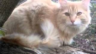 Lost Cat Morgantown WV