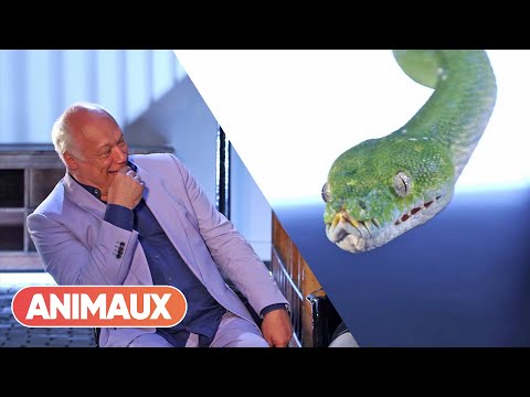 Le Python vert est-il agressif ? - avec Éric-Emmanuel Schmitt