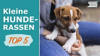 Kleine Hunderassen 🐶 TOP 5 der beliebtesten kleinen Hunde