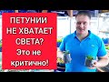 ПЕТУНИИ НЕ ХВАТАЕТ СВЕТА? Это не критично!