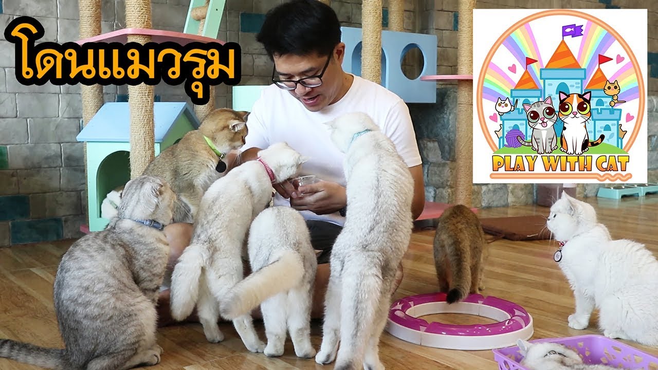   Play  with Cat  Cafe    