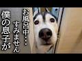 お風呂に入ってると犬がくんくん鳴くのでついて行くと猫が大変なことに。