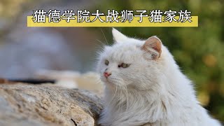 【本喵叫兔兔】猫德学院大战狮子猫家族之一腿换三猫