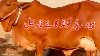 Heavey Sahiwal bCholistani Cows for sale