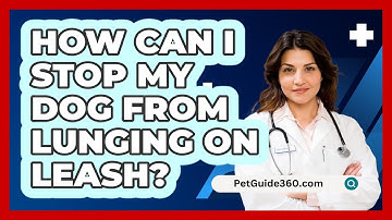 How Can I Stop My Dog From Lunging on Leash?