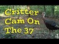 Critter Cam On The 37