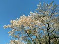 野市あじさい街道桜並木 2019年4月6日