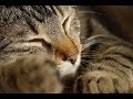 Why Do Cats Sleep So Much? 5 Facts About Sleeping Cats