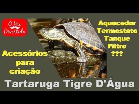 Vídeo: Como Escolher O Tanque E Filtro De Tanque De Tartaruga Corretos