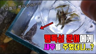 물리면 죽는 맹독 문어에게 생이새우를 주었더니..?신기함주의!! / I gave shrimp to blue ring octopus