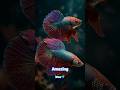 Betta Fish Are Searching For Soulmates (3D Animation)🔥🐠#shorts #bettafish #shortsfeed #aquarium