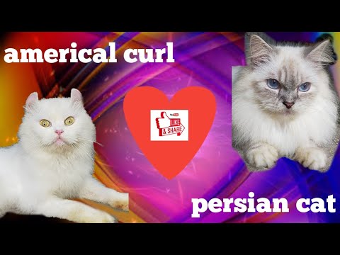 Video: Mga Lahi Ng Cat: American Curl