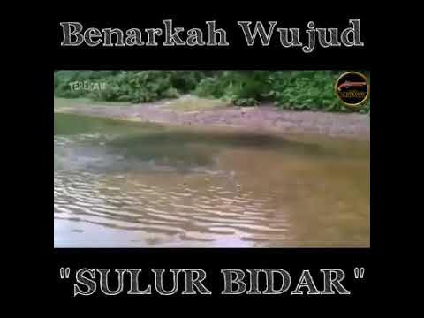 Sulur bidar..kaki pancing mesti pernah jumpa(tonton sampai habis