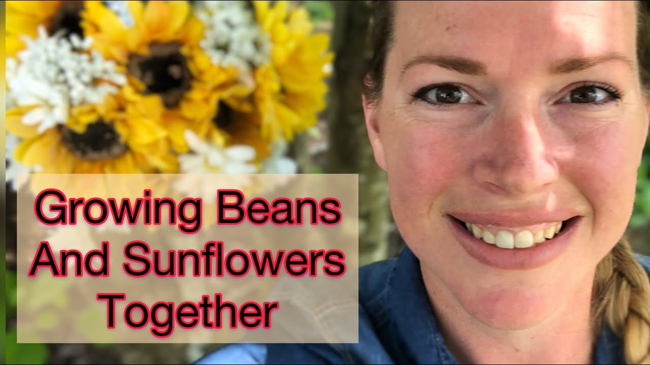 Growing Beans and Sunflowers Together Little Roots Ranch with Christi YouTube