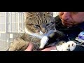 保護施設を訪れると大きな手の猫が待っていた!一人の男性が放っておけず、家族に迎えると・・・【nekoの部屋】