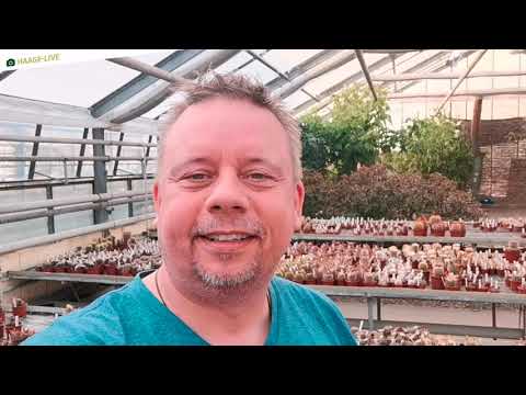 Video: Lifesaver Cactus Plants - Tipps zum Anbau von Huernia-Kakteen