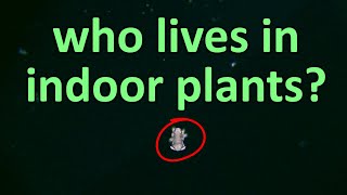 Living creatures in indoor plants under the MICROSCOPE // invisible world
