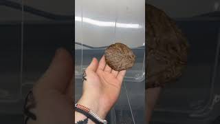 Yaprak Şeklinde Böcekler