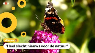 Er zijn steeds minder vlinders in Nederland