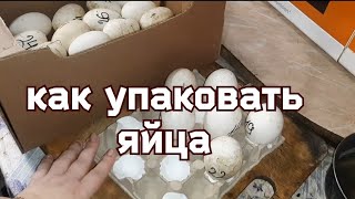 Как упаковать гусиные яйца для пересылки почтой.