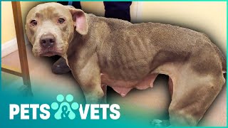 Neglected Pittie Saved From A Life Of Starvation | Dog Rescuers | Pets & Vets