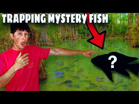 I Found MYSTERY Fish In DANGEROUS Creek