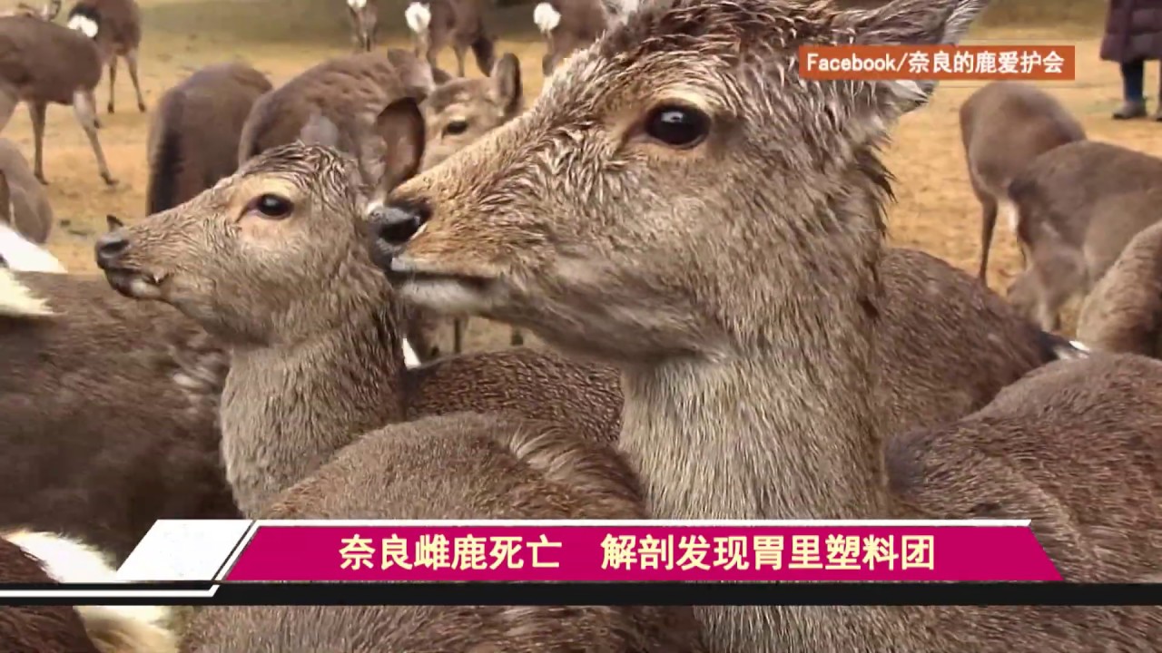 奈良一只雌鹿离奇死亡 解剖发现胃里都是塑料团 Youtube