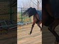 So happy Dabao My beloved horse Heyan is a four-year-old thoroughbred Anglo-Arab mare and