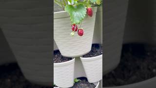 Something Is Eating My Garden & It's Not Me! | Send Help |#garden #gardening #growagarden