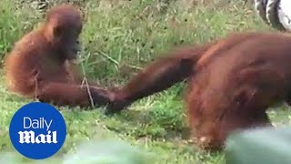 Baby orangutan does it's best to run away from mum