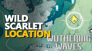 Wild Scarlet Location Wuthering Waves