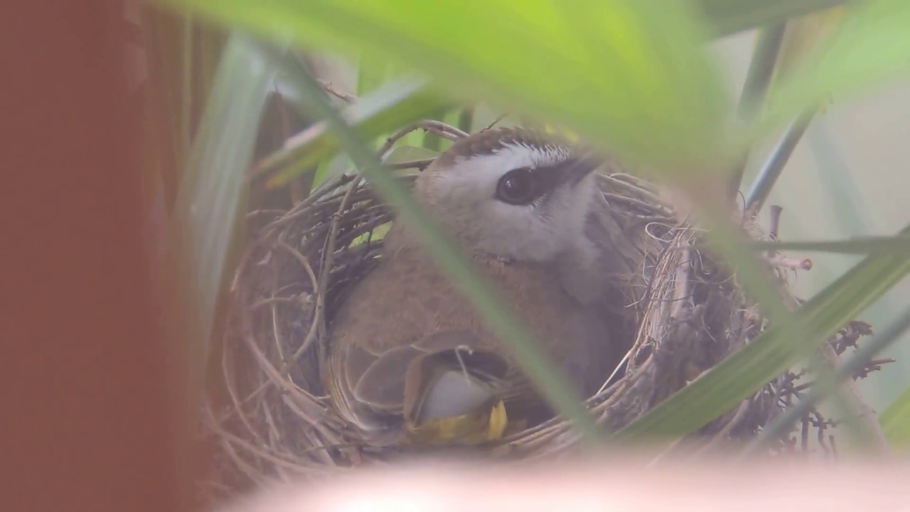 Yellow-vented Bulbul bird hatching 2 eggs on 1/2/17 