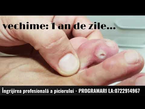 Video: Cum să te joci cu câinii (cu imagini)