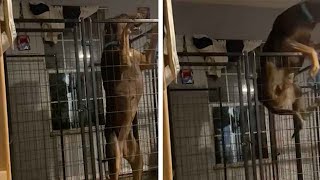 Dog Makes Daring Escape From Crate