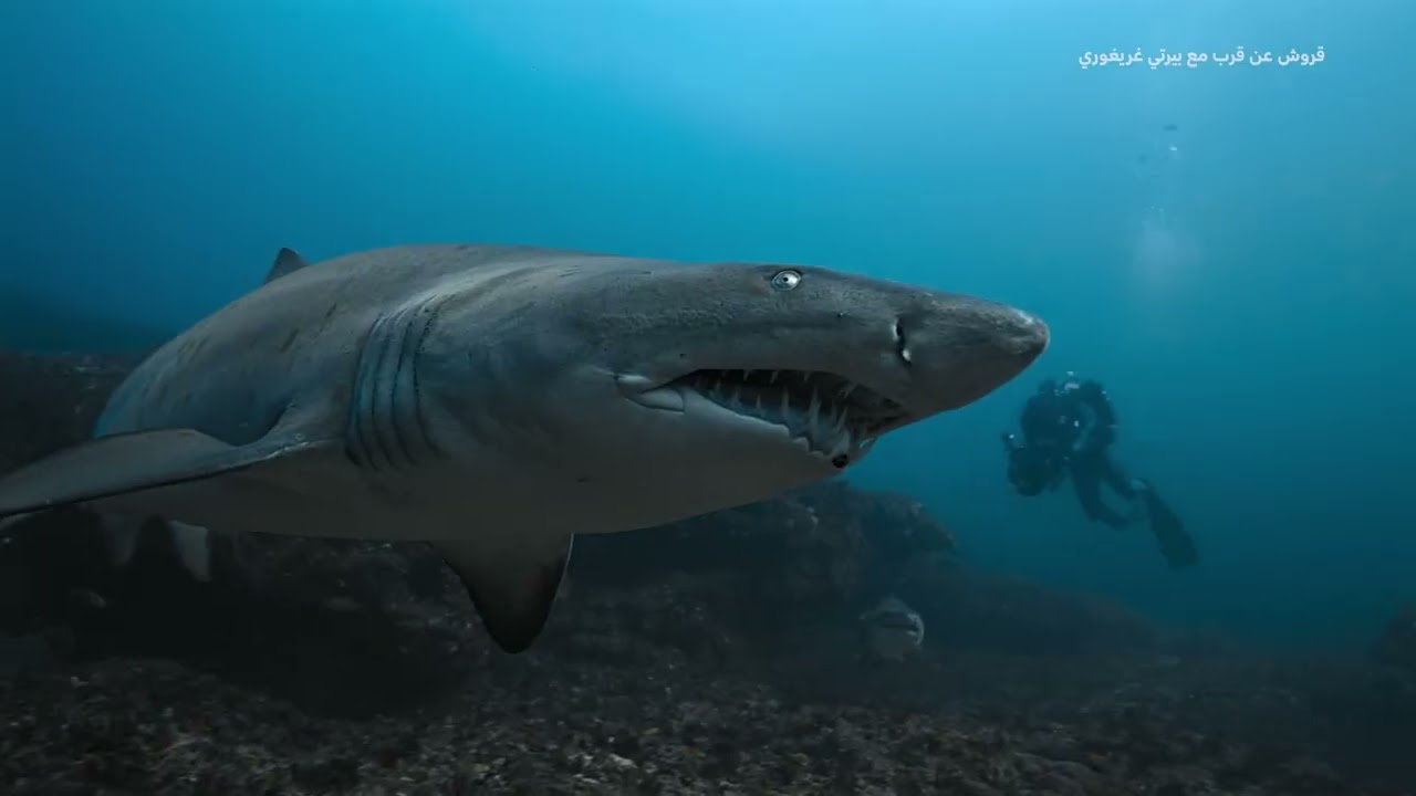 عروض شهر فبراير | ناشونال جيوغرافيك أبوظبي