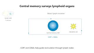 3. CD8 memory and control of the response