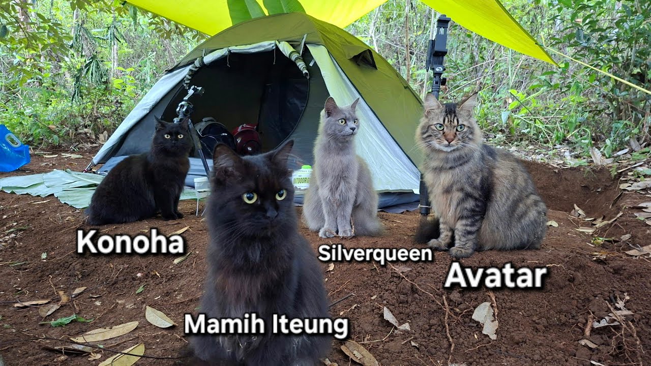 Camping With Cats - Avatar Squad Camping Hujan Deras (Anabul Basah Kuyup)