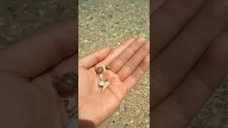 Story wa | Pinggir pantai pagi hari #Shorts