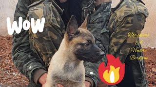 top malinois à vondre جراء المالينوا للبيع جودة عالية خط عمل